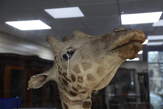 A taxidermied giraffe head and neck, fondly known as Humphry, length 6ft 3in.